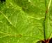 Lady Finger planting 28a